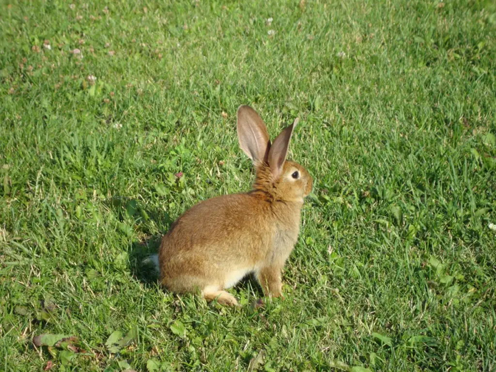 how to build rabbit fences