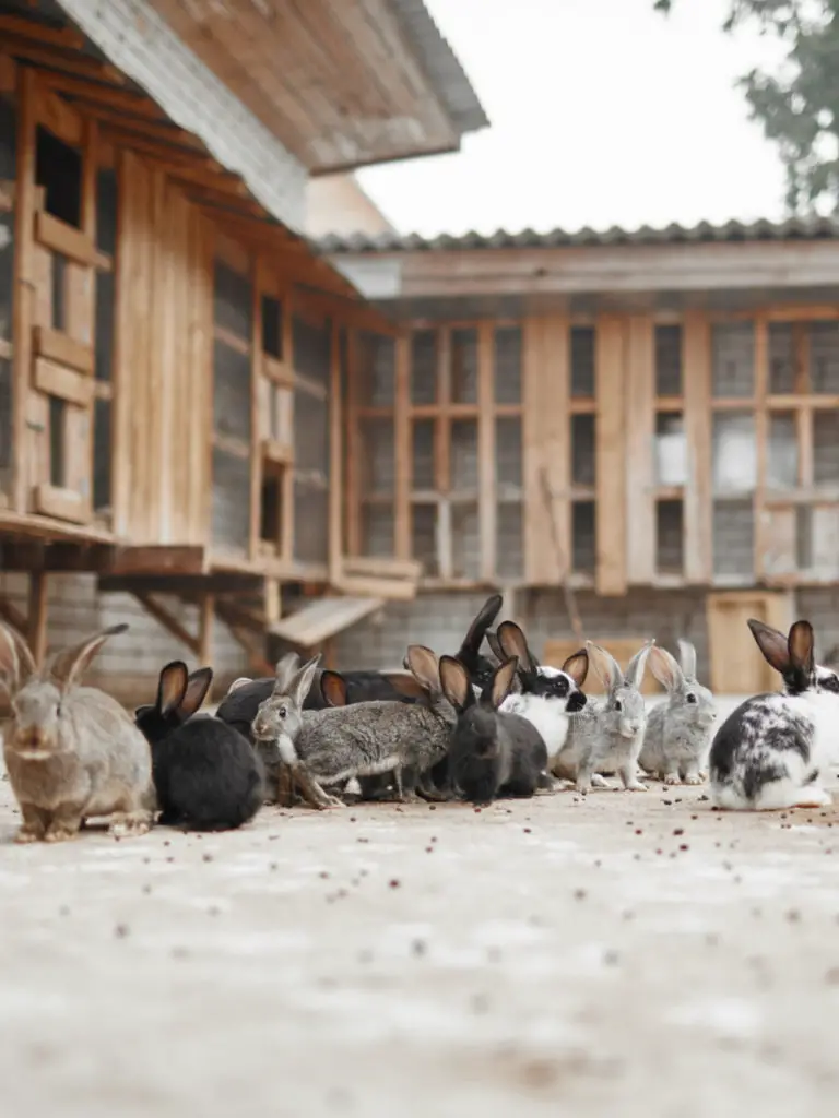 How long can rabbits go without water