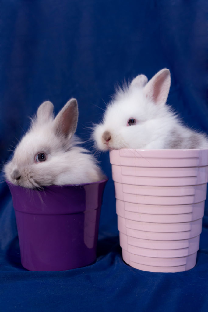 Netherland Dwarf Rabbits Life Span