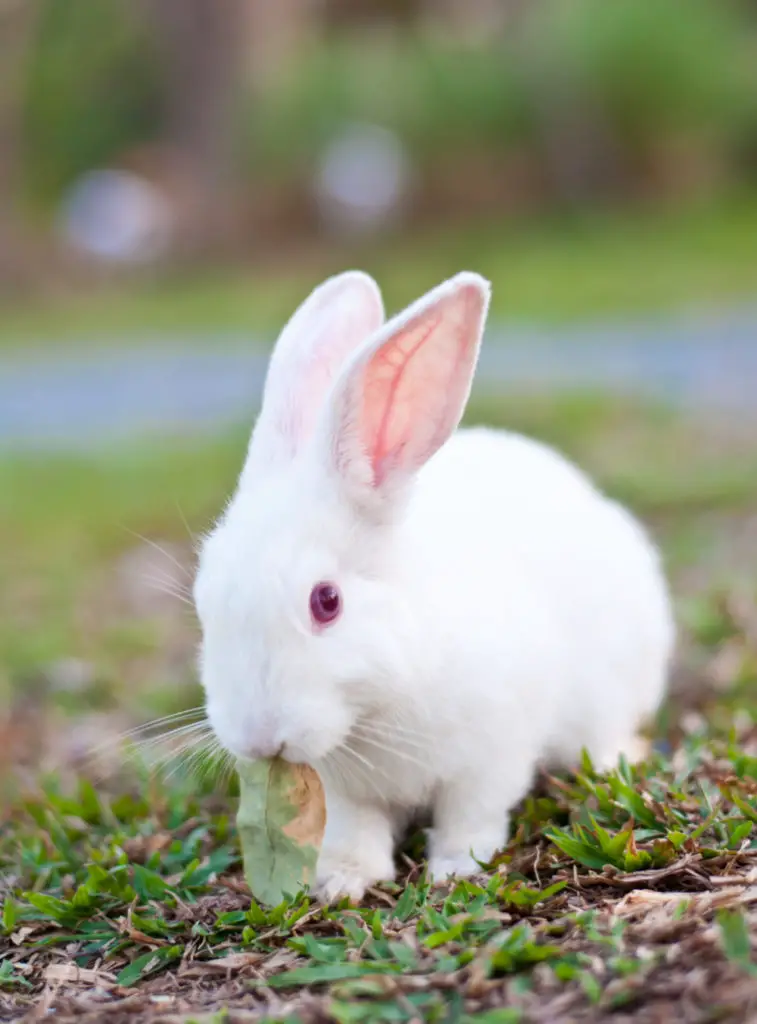 Do Rabbits Wiggle Their Noses When Sleeping