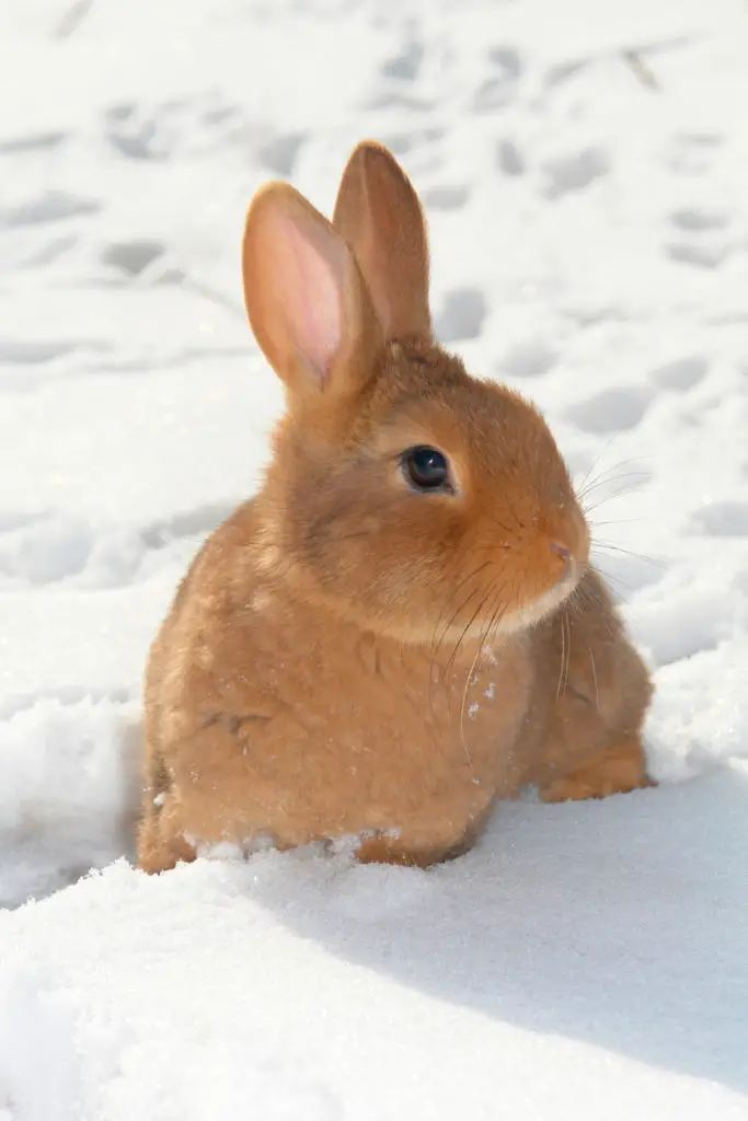 why do rabbits have red eyes