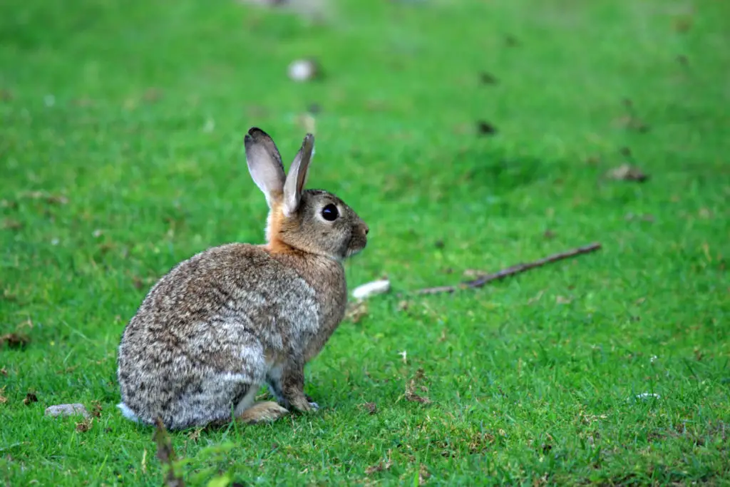 training rabbits to jump over obstacles