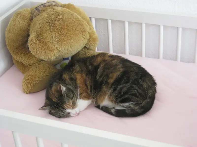 How To Keep The Cat Out Of Crib 5 Steps to Take
