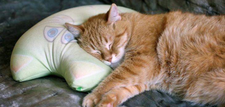 Why Does My Cat Sleep On My Pillow? 4 Possible Reasons