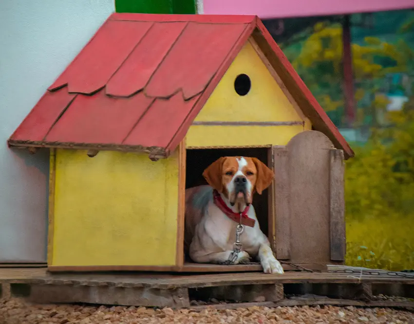 heat dog house without electricity