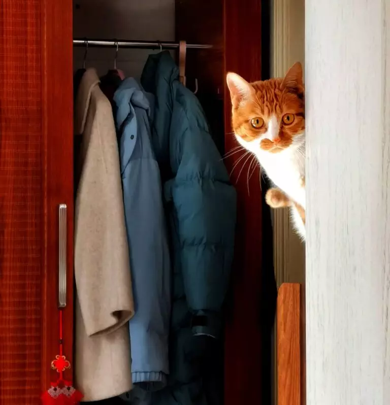 How can I keep my cat out of my closet