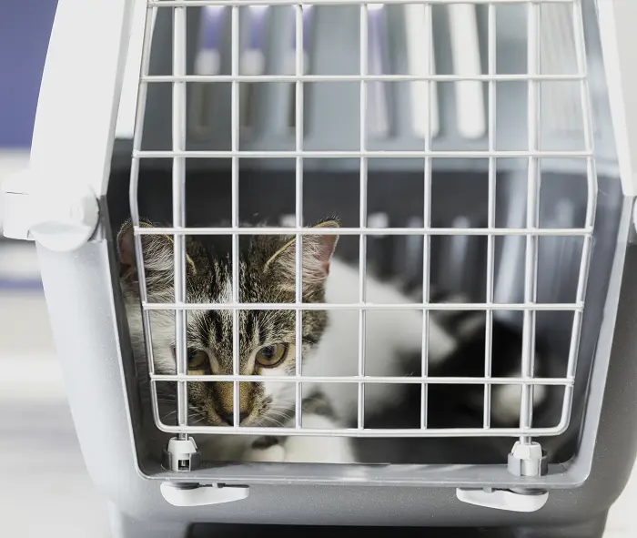 How long can you keep a cat in a carrier
