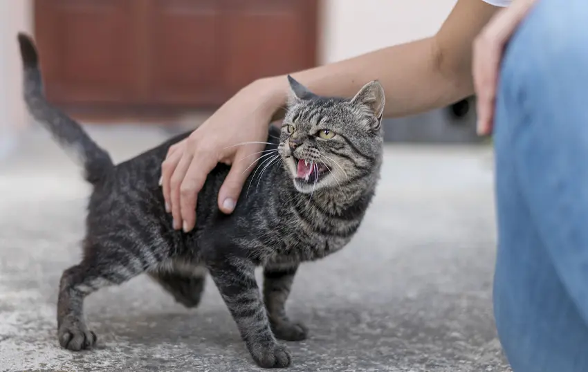 How to calm a hyperactive cat