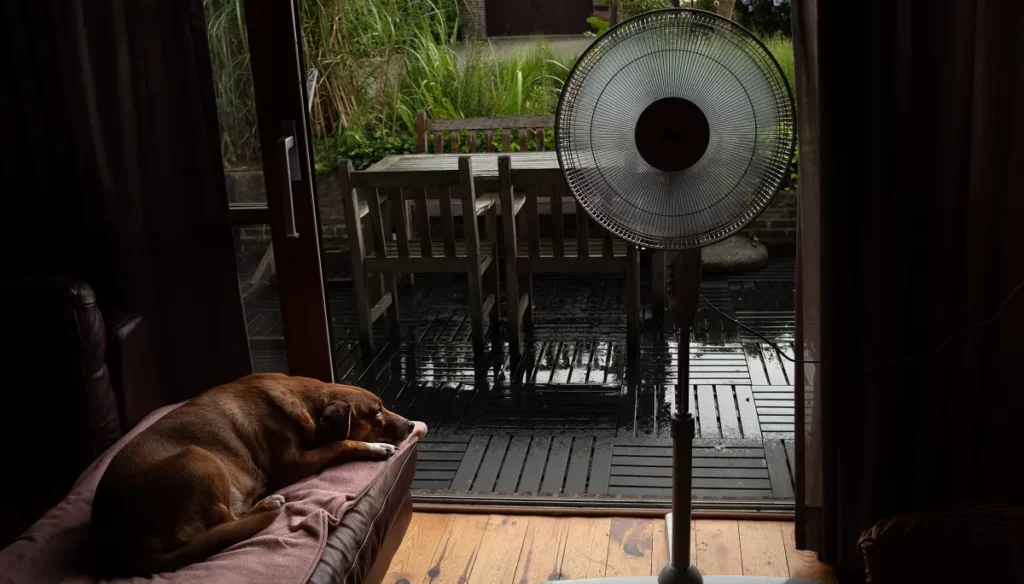 how to keep a dog cool inside the house
