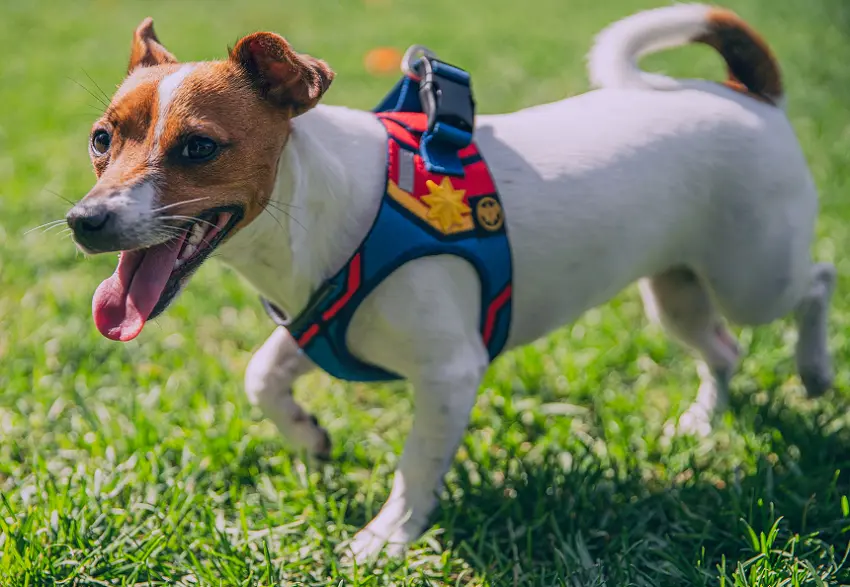 how to make a dog harness out of fabric