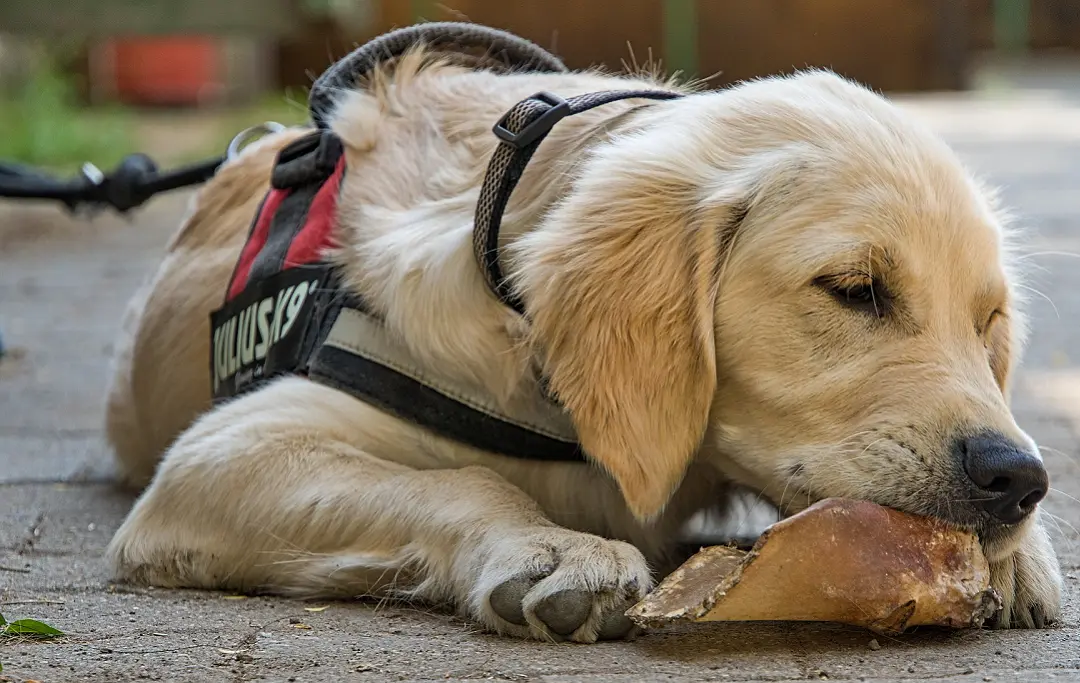 how to make a dog harness