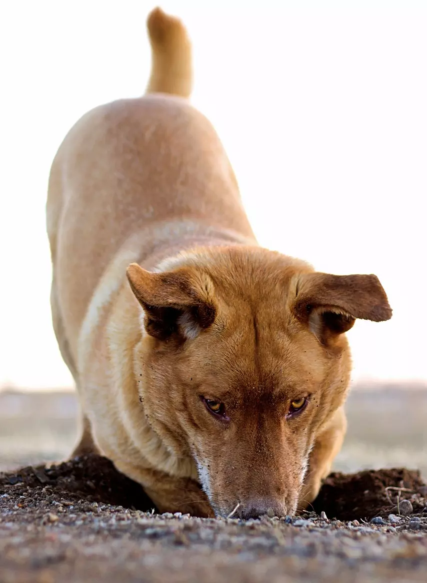 how to stop dog digging holes