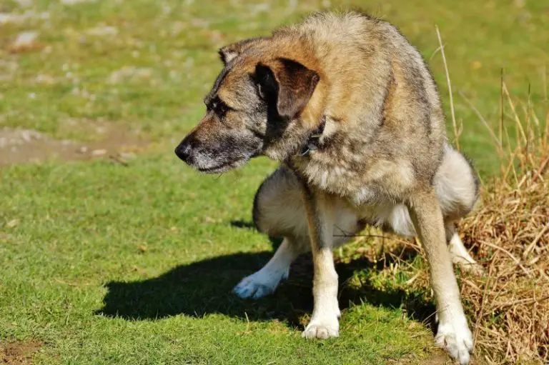 How To Stop Neighbor's Dog From Peeing In My Yard