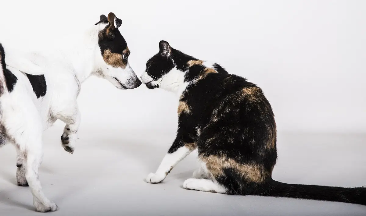 how to tell if a dog is aggressive towards cats