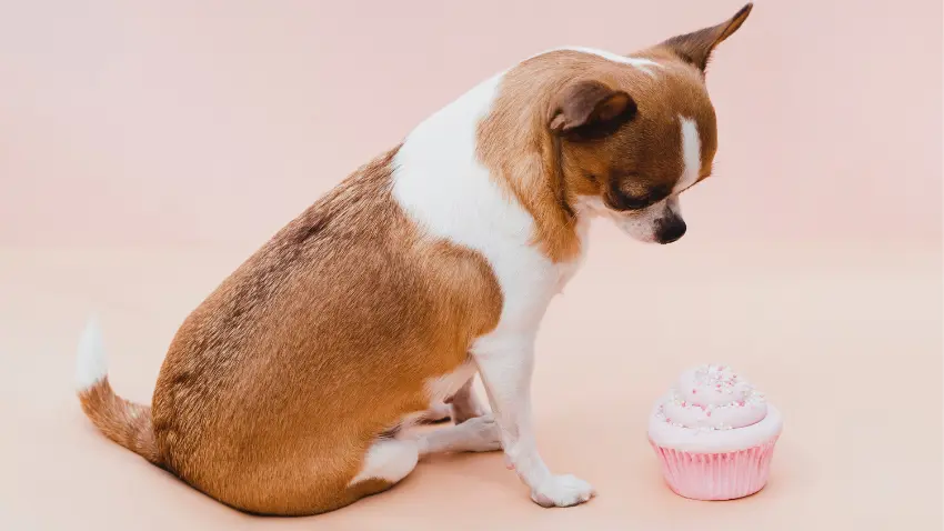 Is dog ice cream safe for dogs