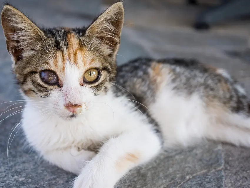 What causes blindness in cats