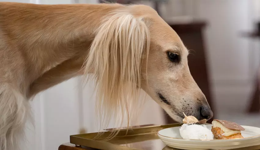 What Happens To A Dog Who Eats Table Scraps Regularly?