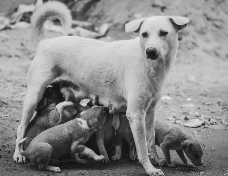 What Is The Oldest Age A Dog Can Have Puppies?