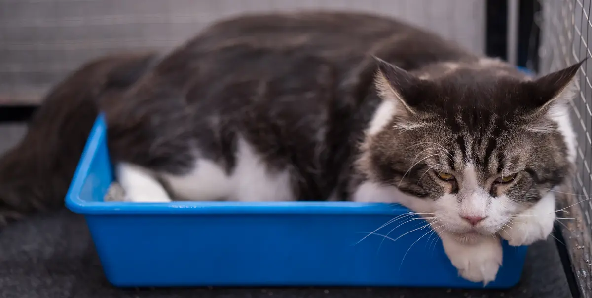 why does my cat sleep in the litter box