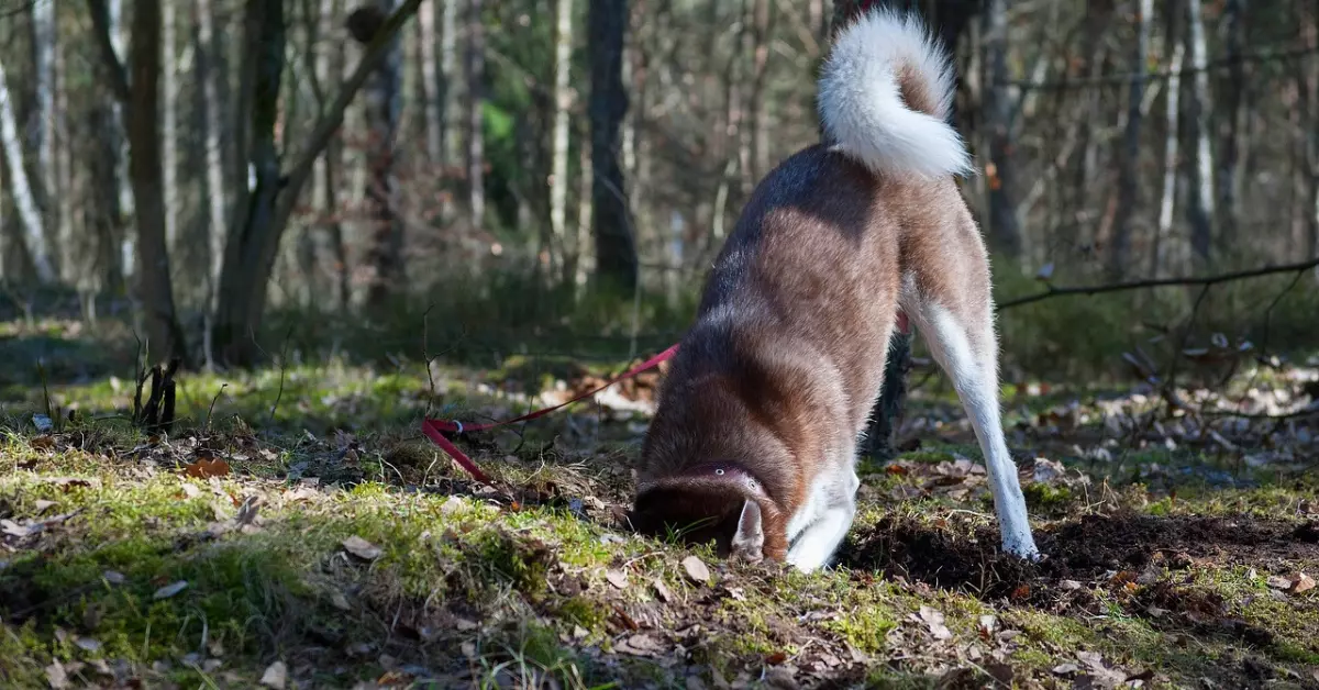 why is my dog digging holes all of a sudden