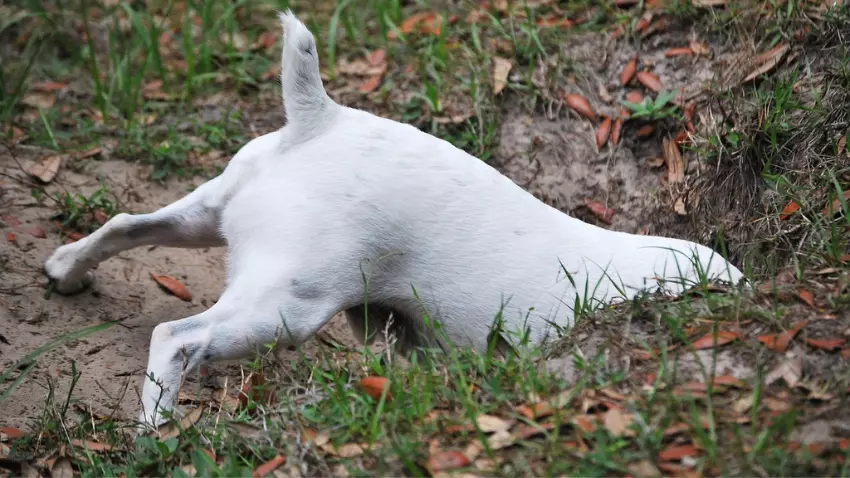 why is my dog digging holes