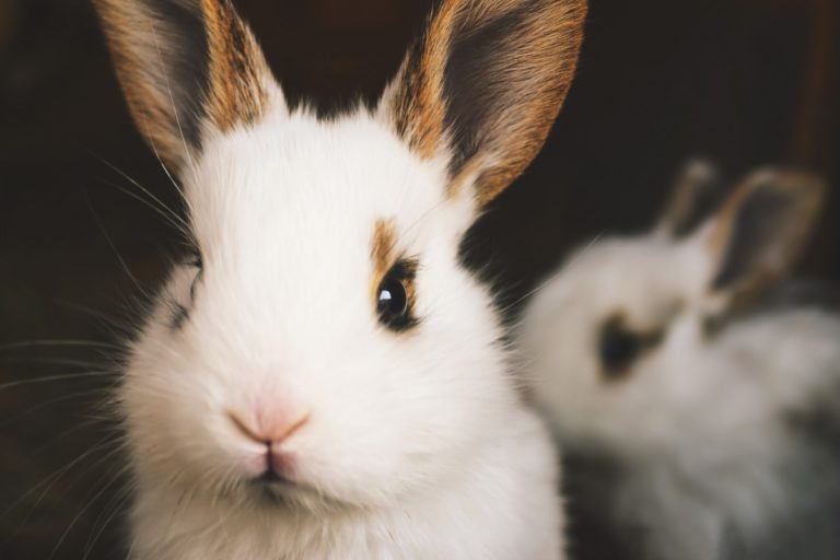 What Are Rabbits Allergic To? In 4 Most Common Causes!