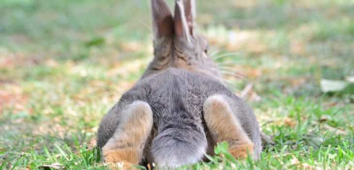 why do rabbits dig holes