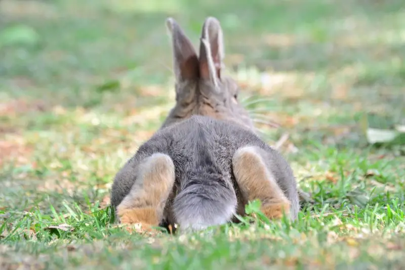 why do rabbits dig holes