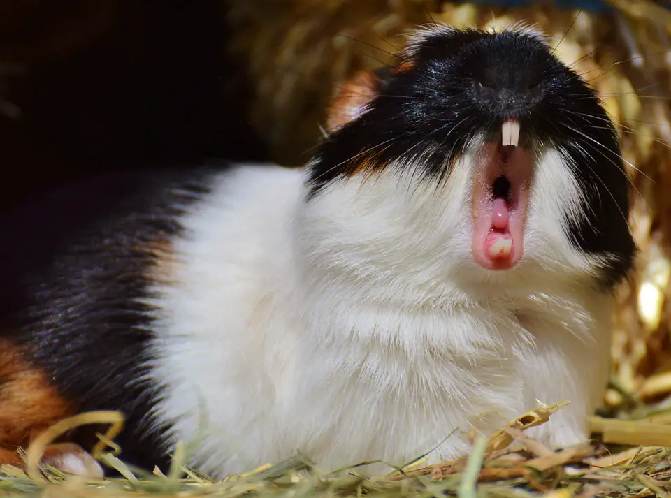 do guinea pigs close their eyes when they sleep