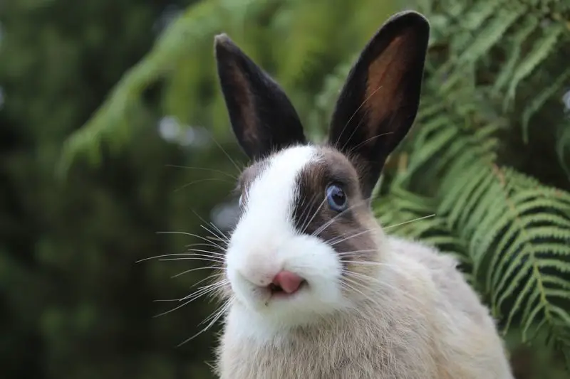 How Smart Are Rabbits?