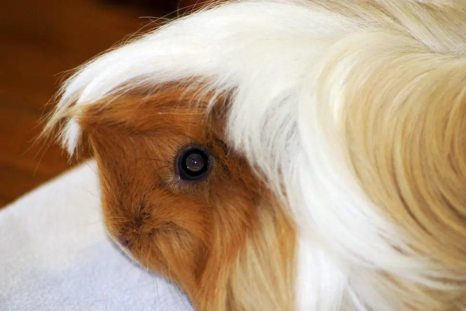 why do guinea pigs whistle