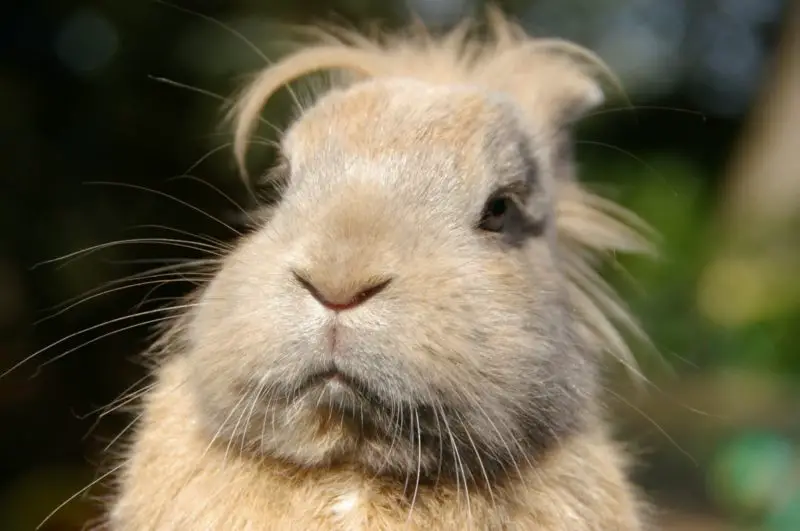 how to shave a matted rabbit