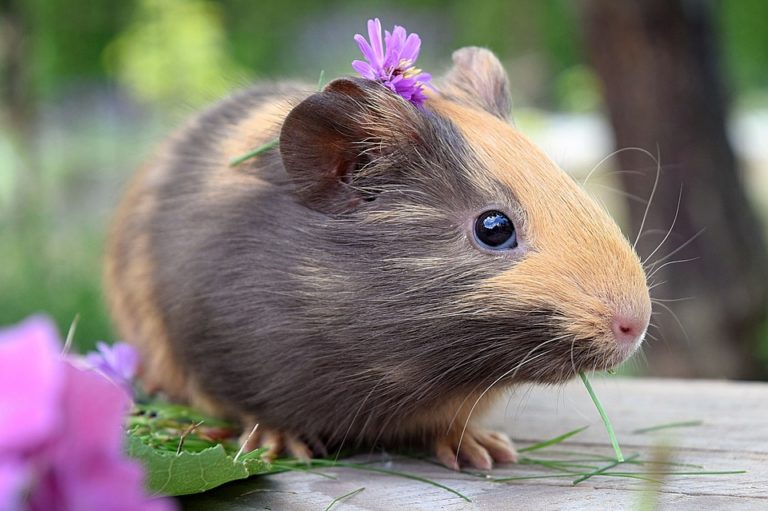 How To Make A Guinea Pig Happy In 8 Easy Steps