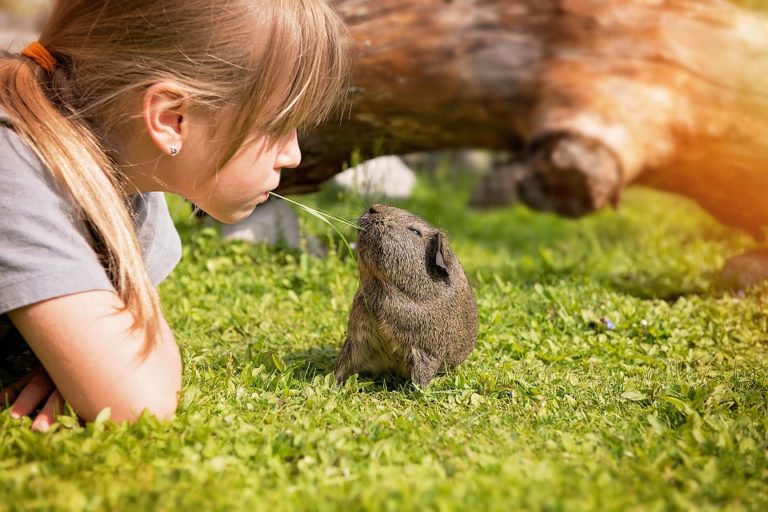 Why Does My Guinea Pig Lick Me? 3 Basic Reasons Why!