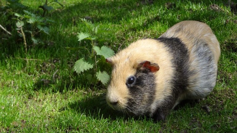 Why Does My Guinea Pig Bite Me? 4 Quick Ways To Stop!