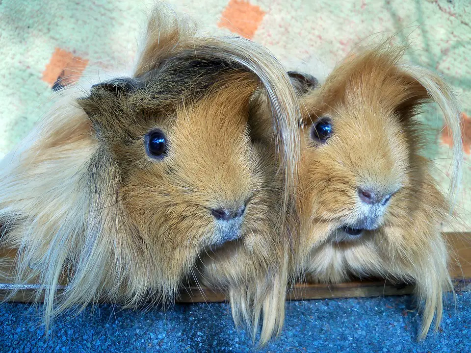 How to hold a guinea pig