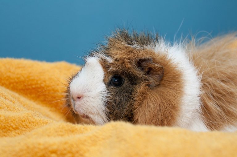 Why Is My Guinea Pig Shaking? 6 Steps To Stop This!