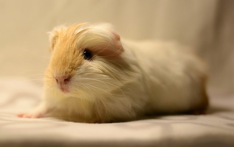 Why Are Guinea Pigs So Cute? 7 Amazing Reasons Why!