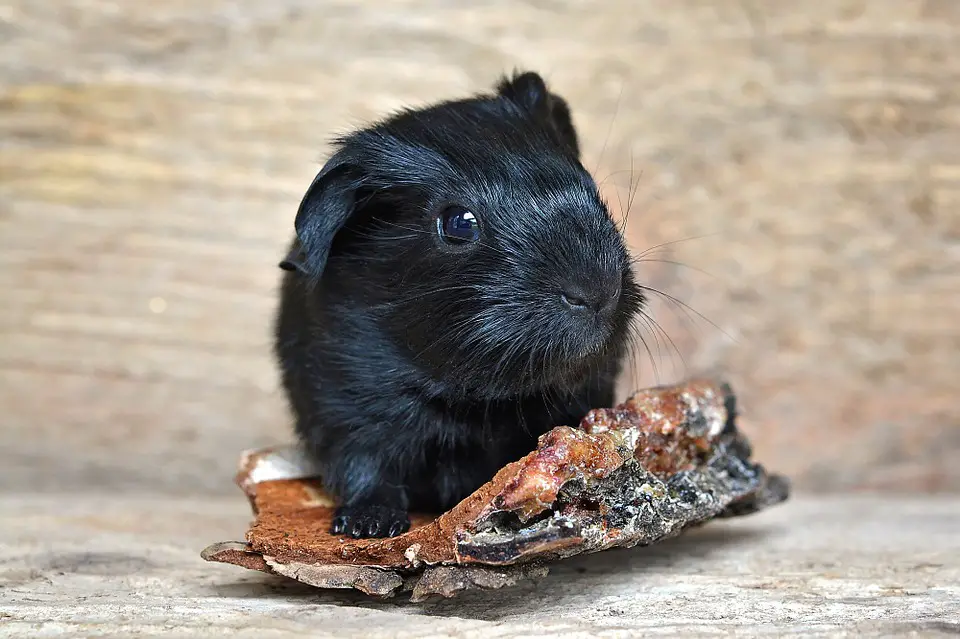 why do guinea pigs shed