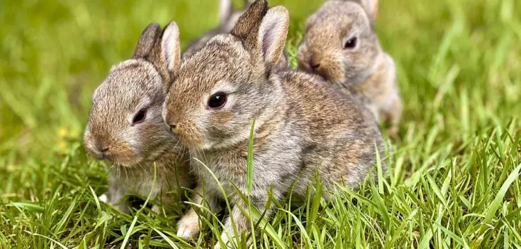 Why do rabbits binky