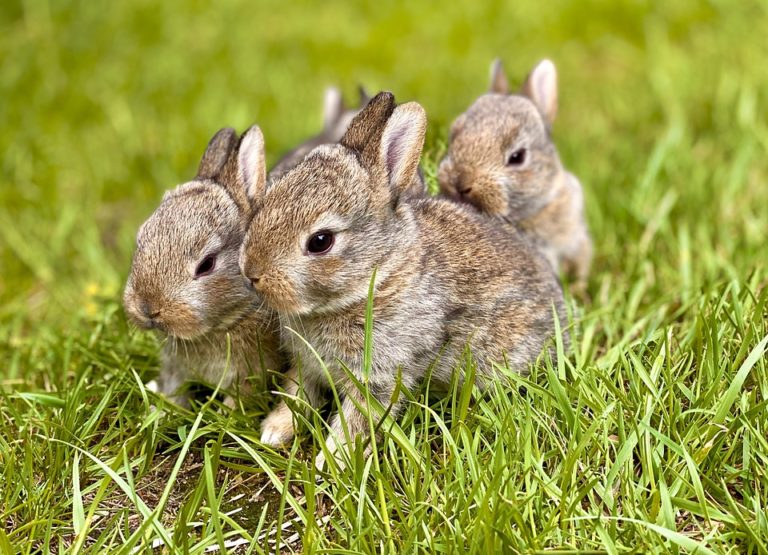 Why Do Rabbits Binky? 5 Fun Facts About A Rabbit’s Binky