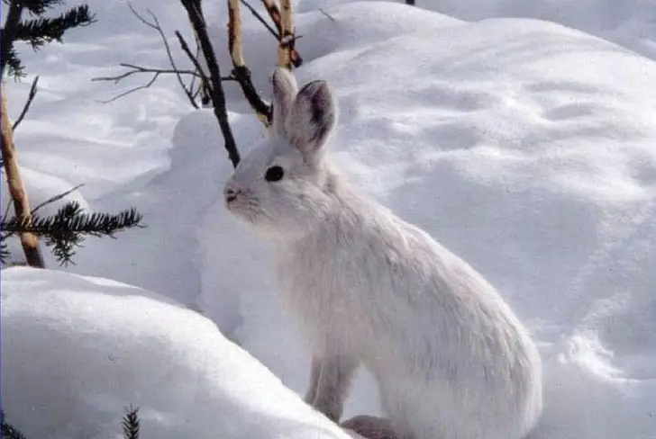 where do rabbits go in the winter