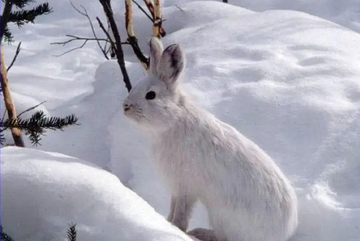 Where Do Rabbits Go In The Winter? 2 Usual Places!