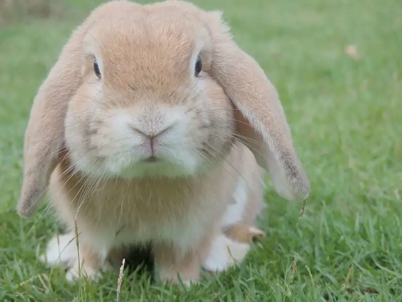 how to groom a lionhead rabbit