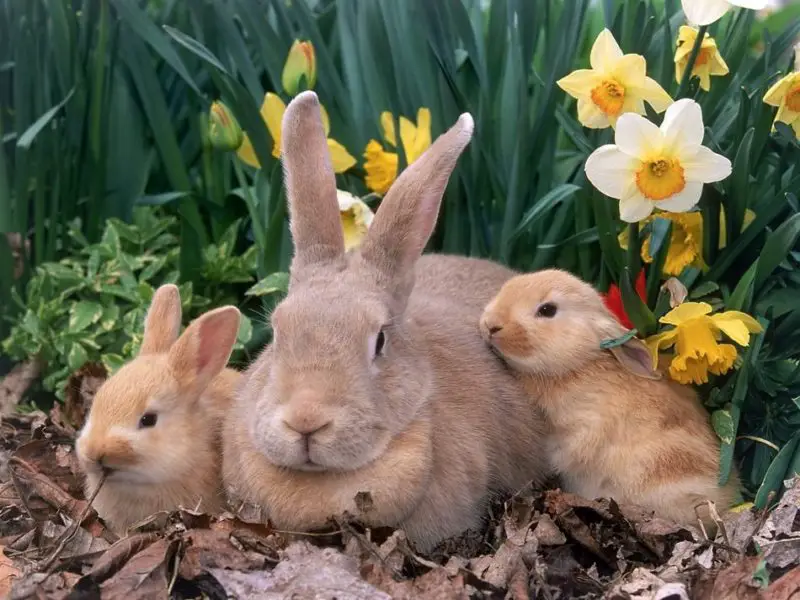 how to fatten up a rabbit