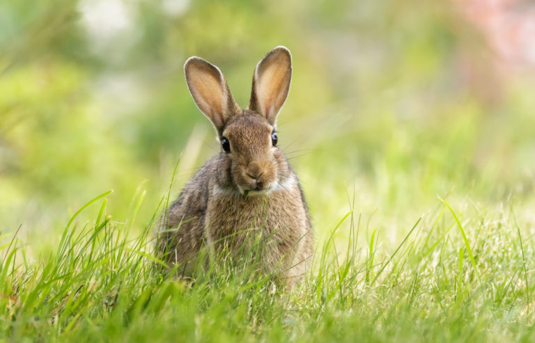 Why Do Rabbits Twitch Their Noses? In 4 Easy Terms!