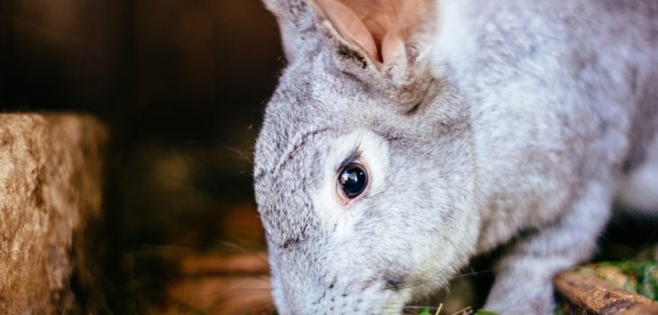 How To Cut An Aggressive Rabbits Nails 4 Quick Steps Petcosset