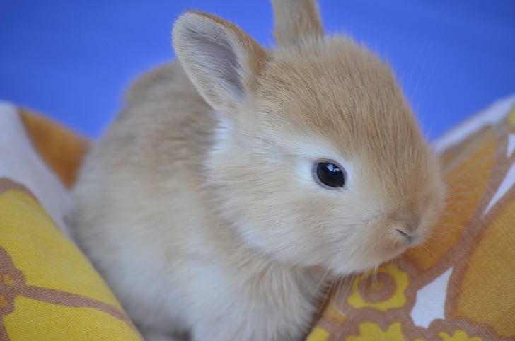 how to syringe feed a rabbit