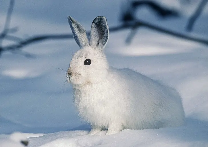 why is my rabbit shedding