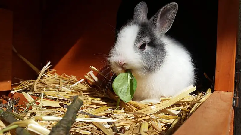 How often should you change a rabbit's bedding